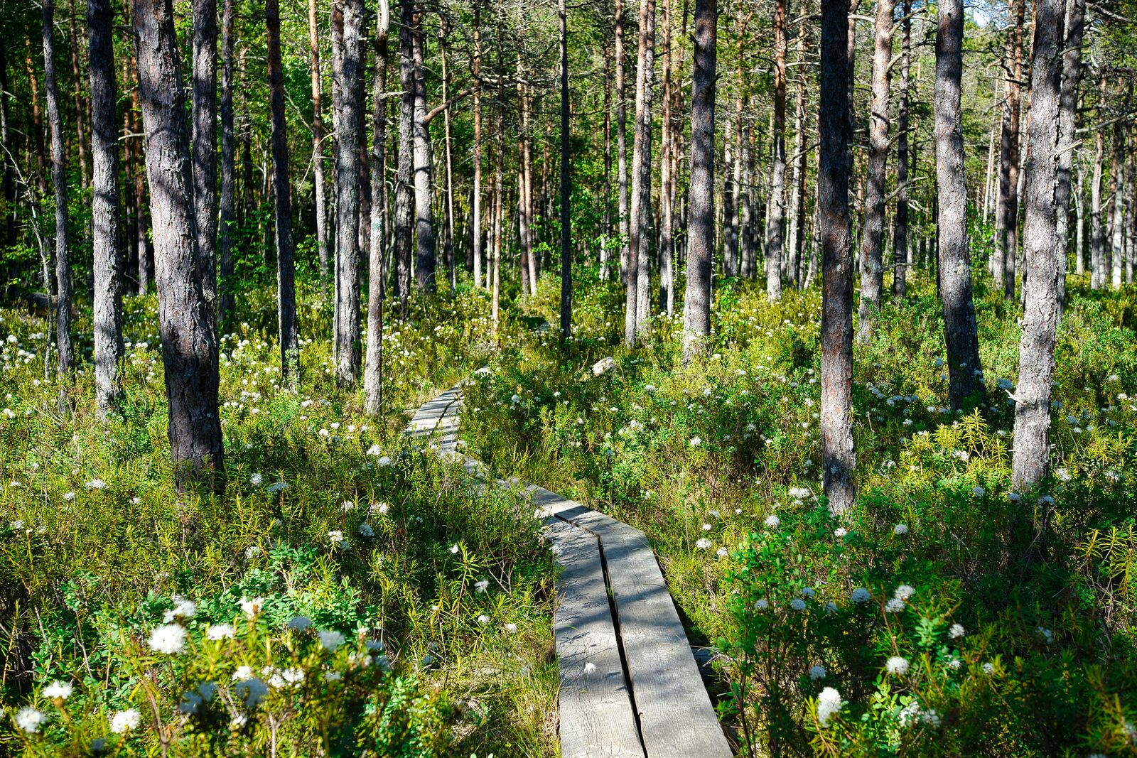 Lahemaa National Park Scenic Coastal Drive scenic driving route in Estonia