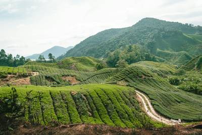 Cameron Highlands Scenic Mountain Drive