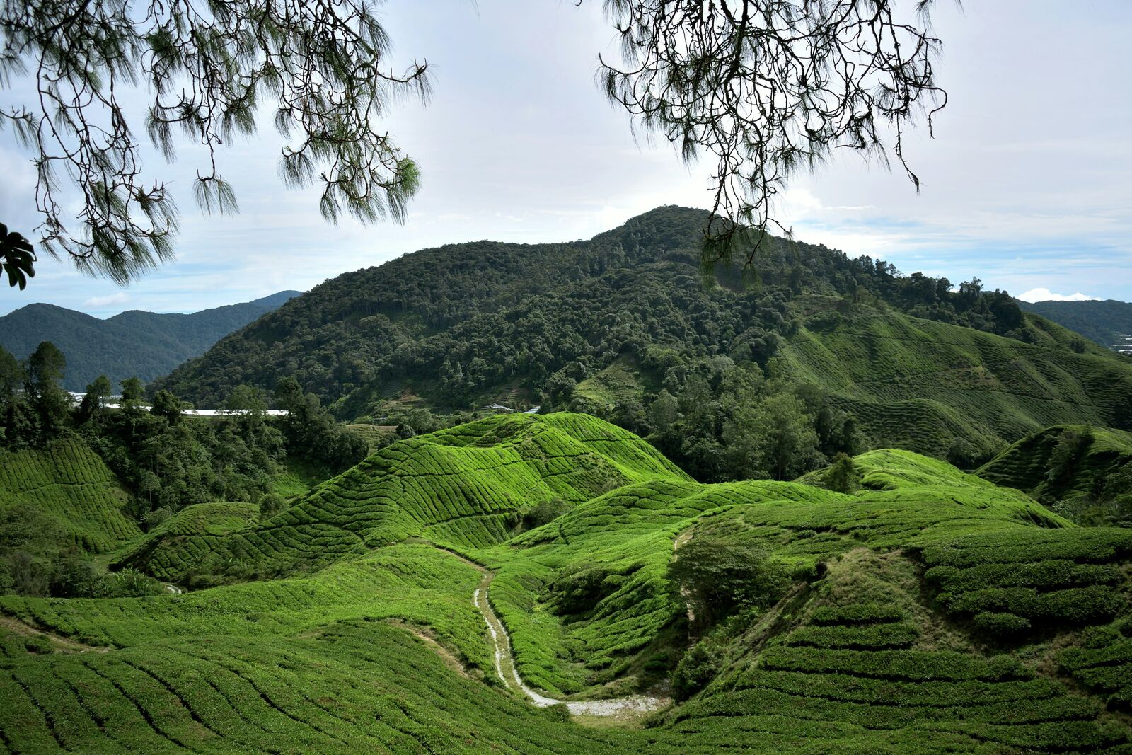 Cameron Highlands Scenic Mountain Drive scenic driving route in Malaysia — photo 2