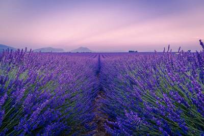 Provence Lavender Scenic Drive