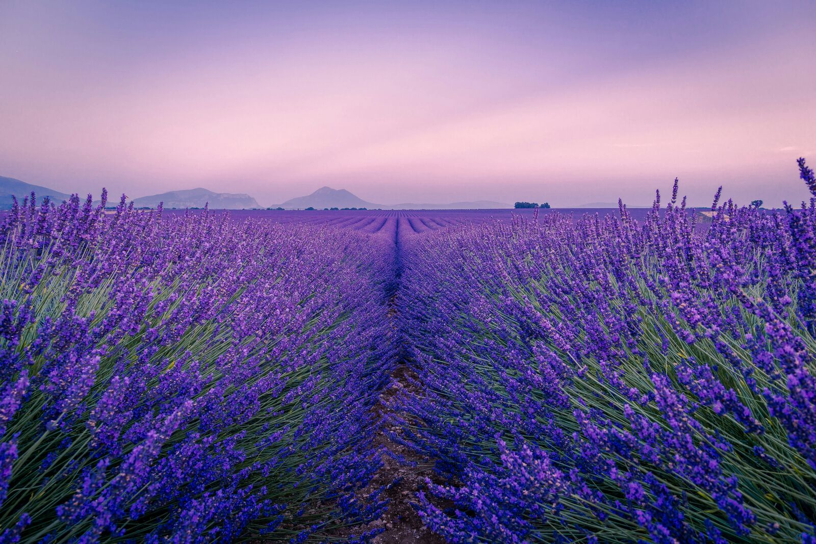 Provence Lavender Scenic Drive scenic driving route in France