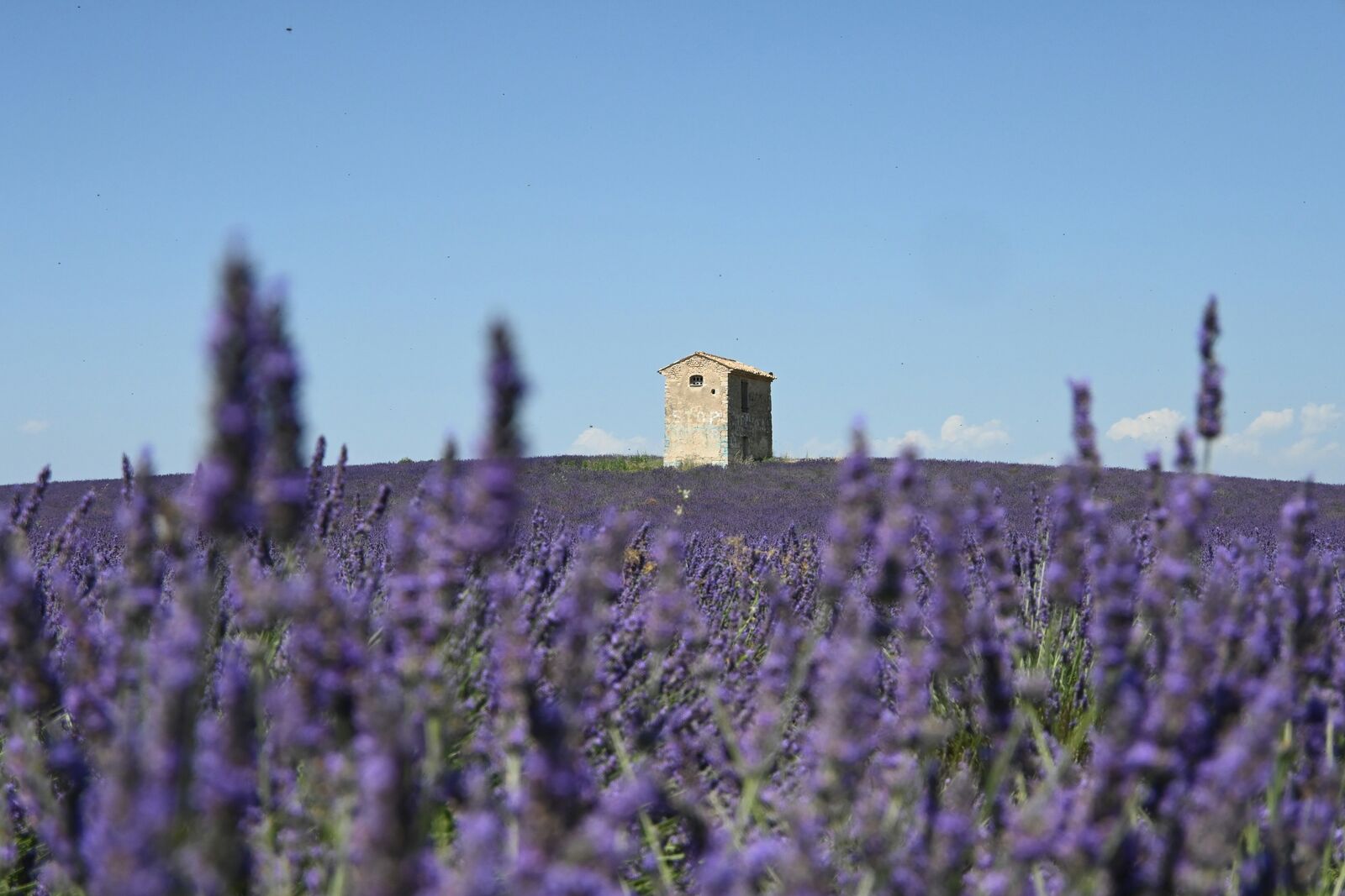 Provence Lavender Scenic Drive scenic driving route in France — photo 2