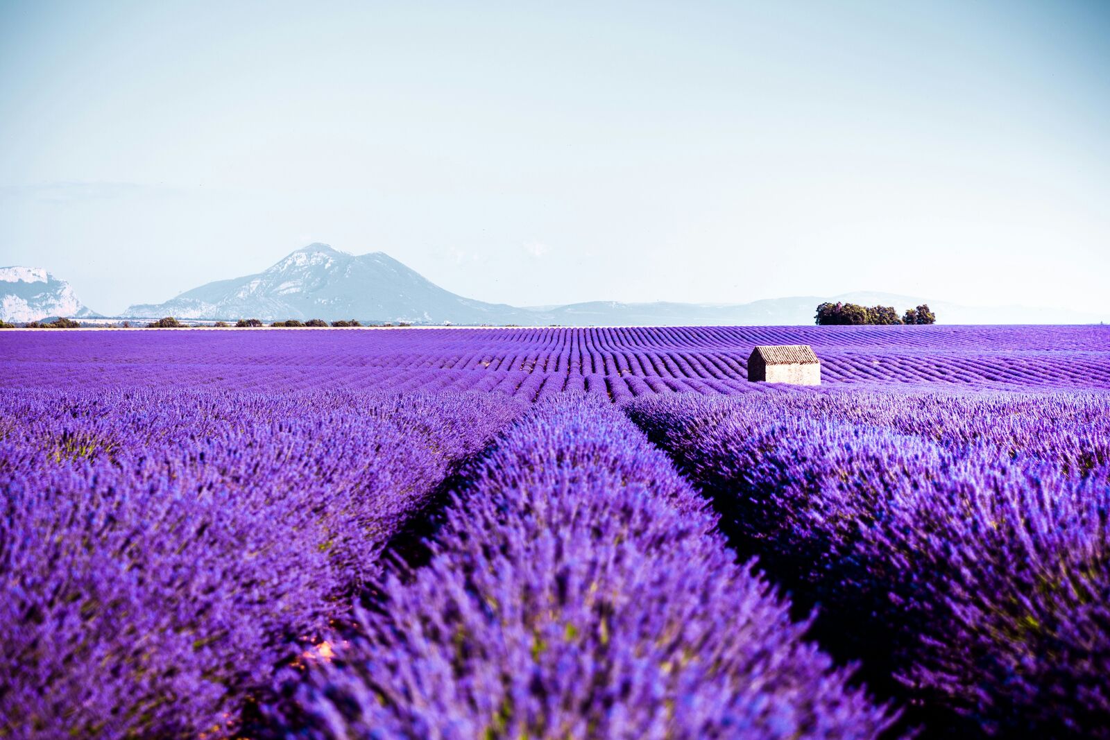 Provence Lavender Scenic Drive scenic driving route in France — photo 3