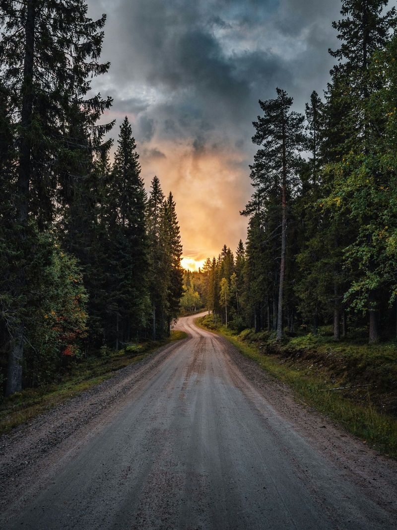 Forest Roads