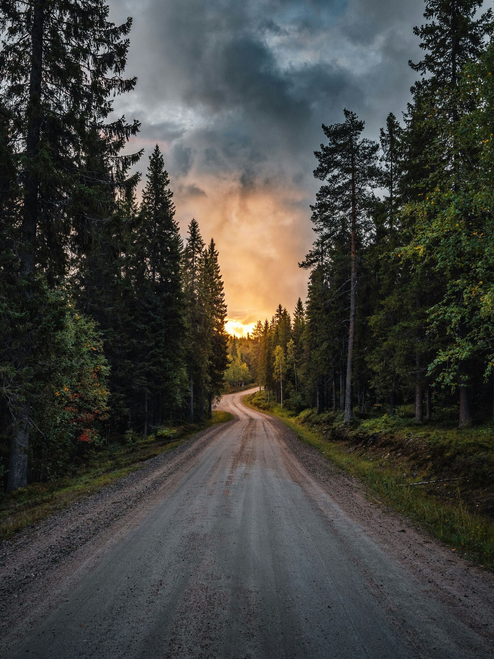 Forest Roads